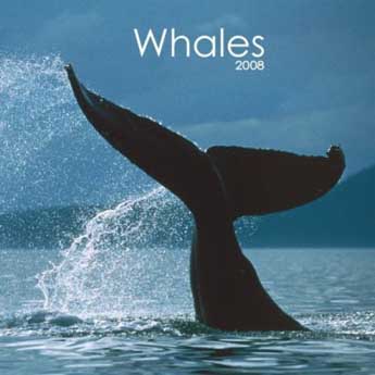 2008 Photo Calenders - Whales Calendars - Posters